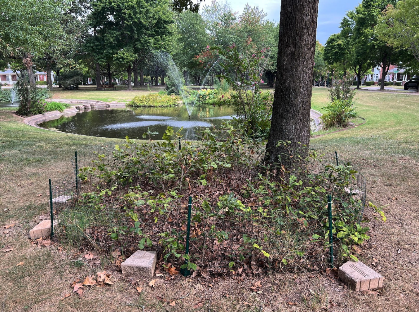 Post Oak Saplings